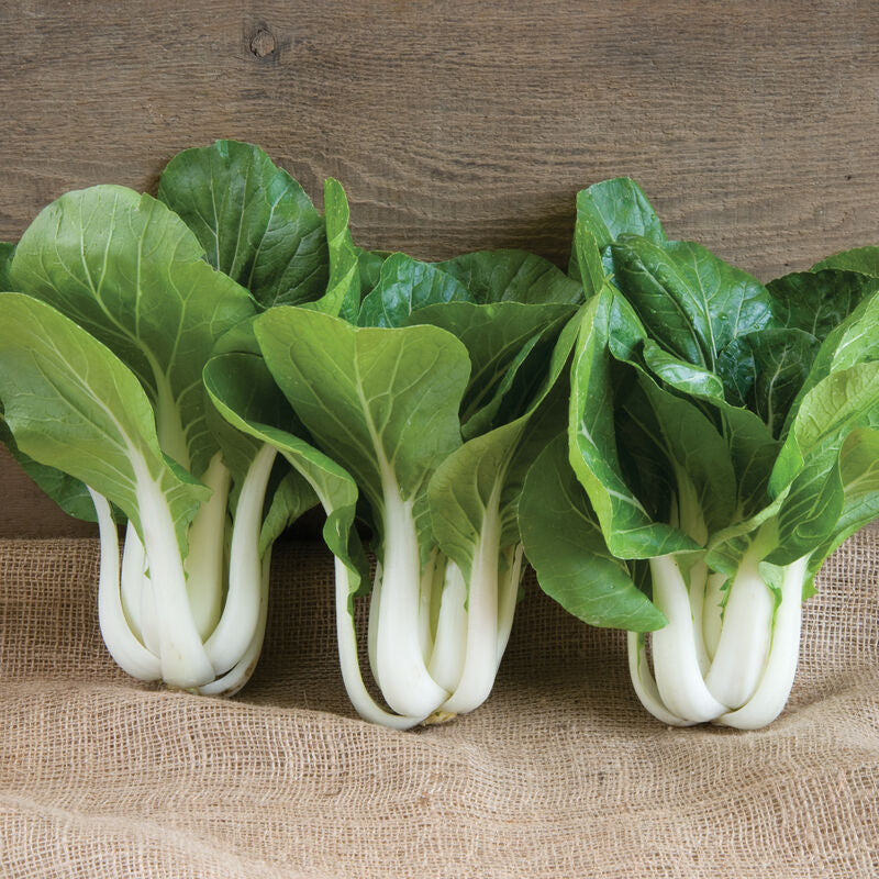 Win-Win Choi
(F1) Bok Choi