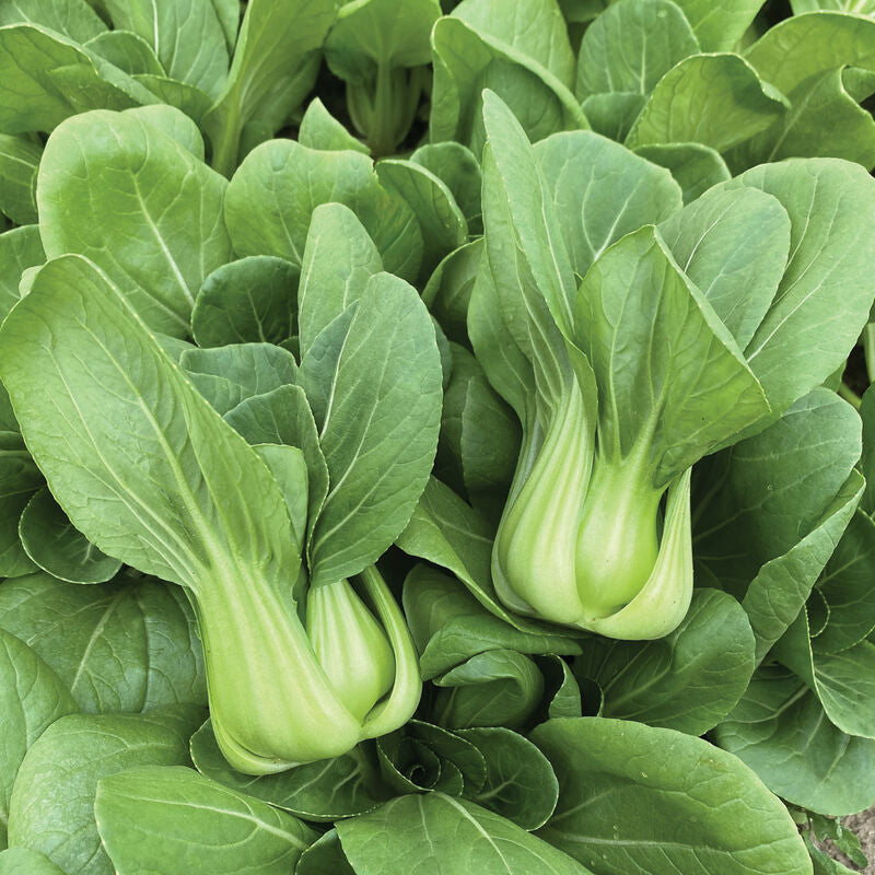 Little Shanghai
(F1) Bok Choi