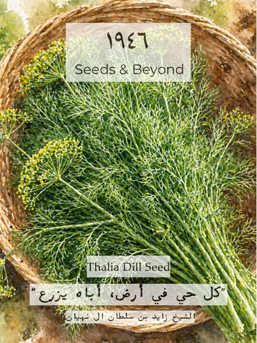 Thalia
Dill Seed