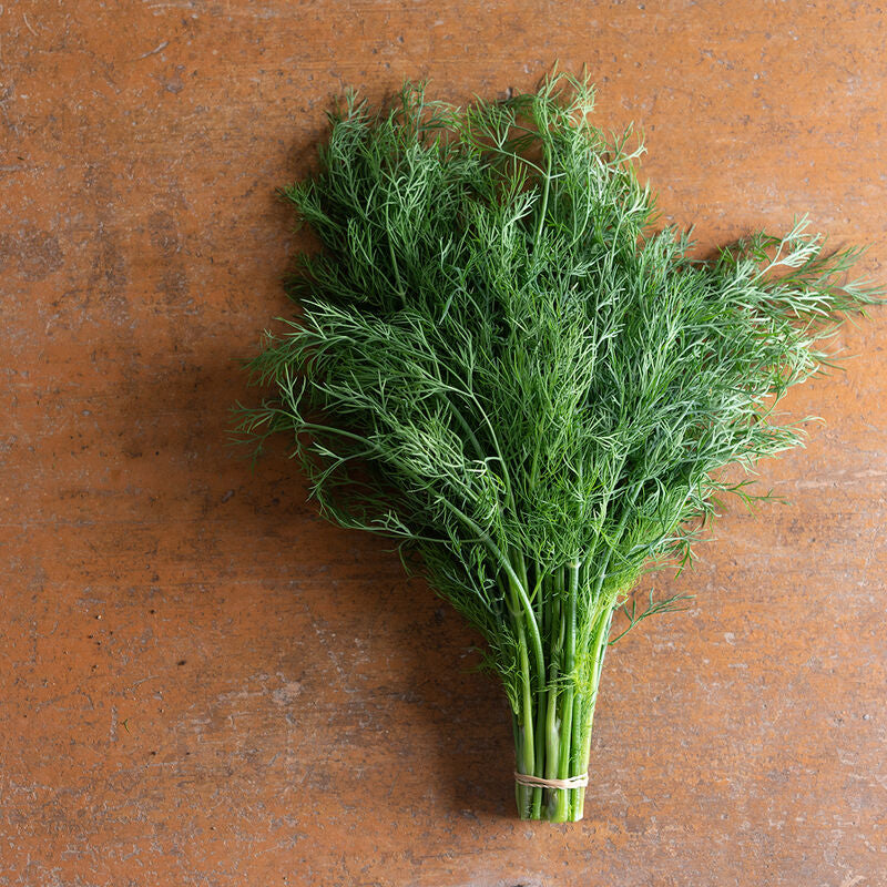 Thalia
Dill Seed