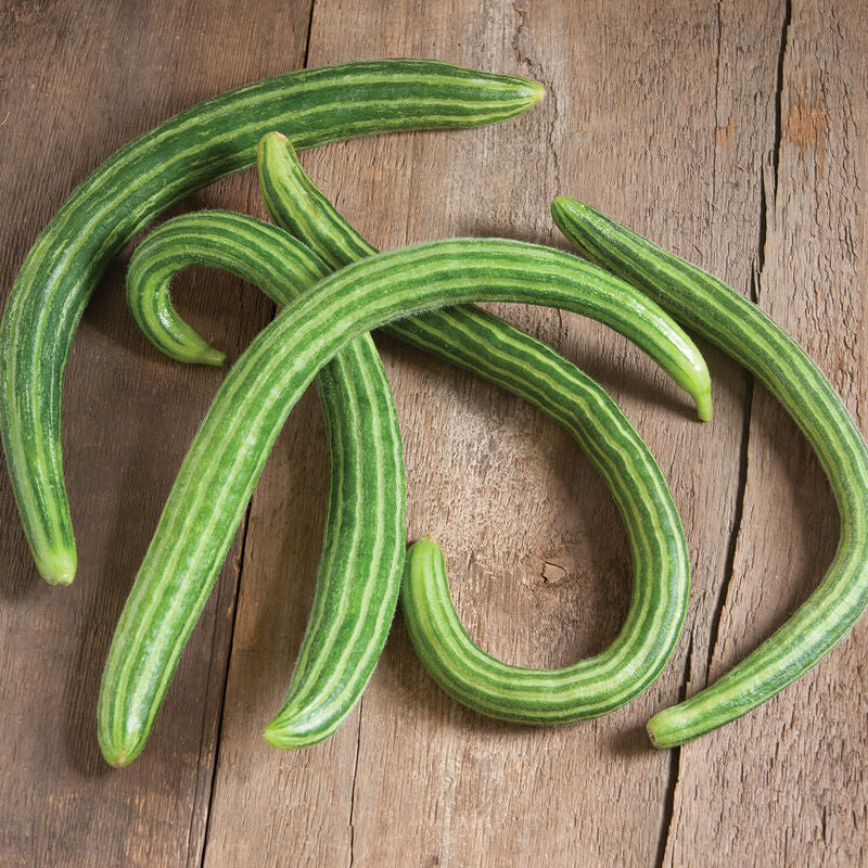 Striped Armenian
Organic Cucumber Seed