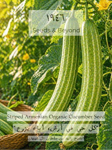 Striped Armenian
Organic Cucumber Seed