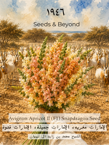 Avignon Apricot II
Pelleted (F1) Snapdragon Seed