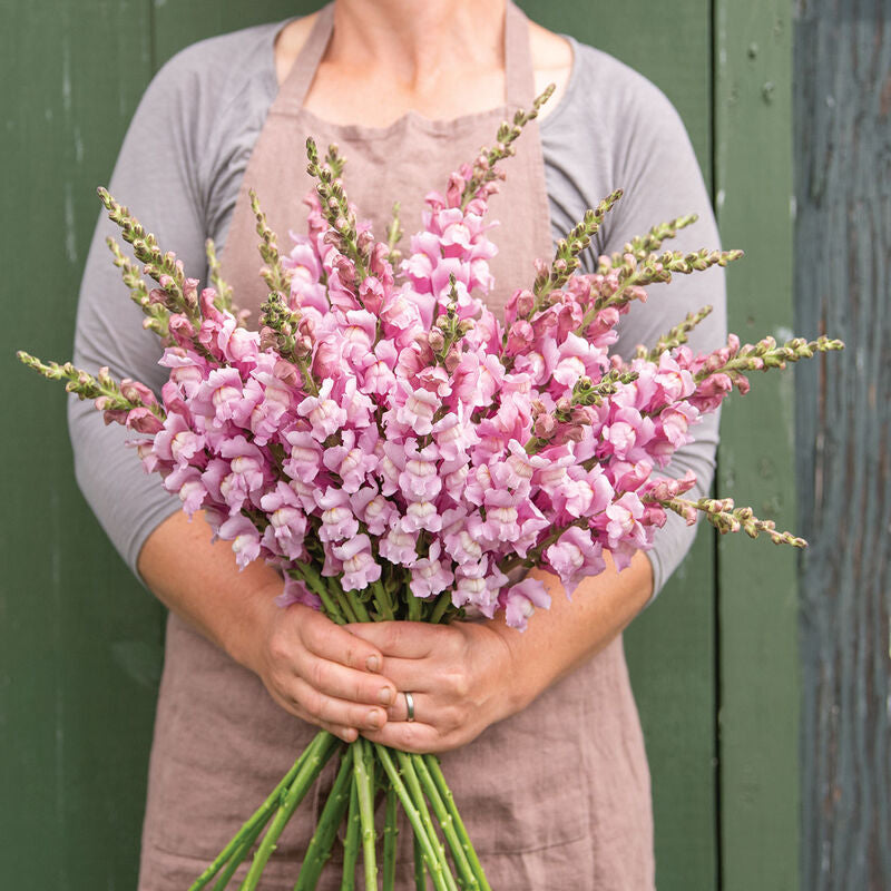 Cannes Lavender II–III
Pelleted (F1) Snapdragon Seed