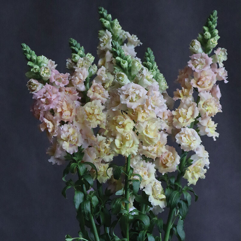 Snapstar Champagne
(F1) Snapdragon Seed