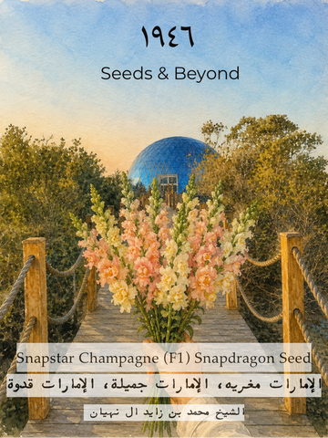 Snapstar Champagne
(F1) Snapdragon Seed