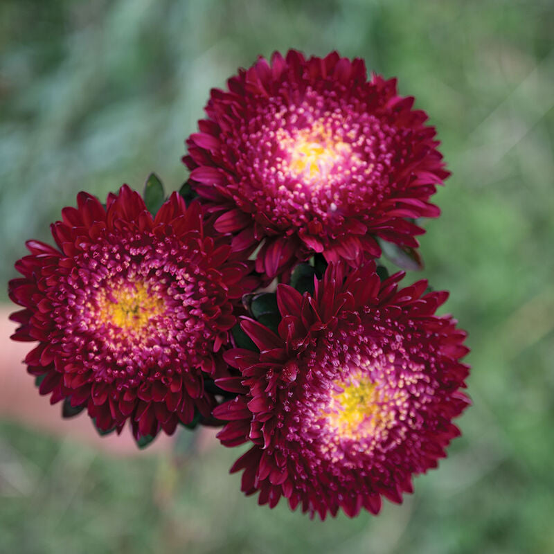 Azumi XL Red
China Aster Seed