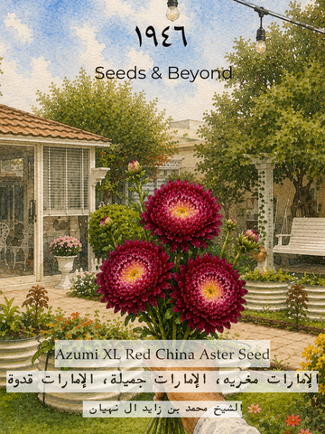 Azumi XL Red
China Aster Seed