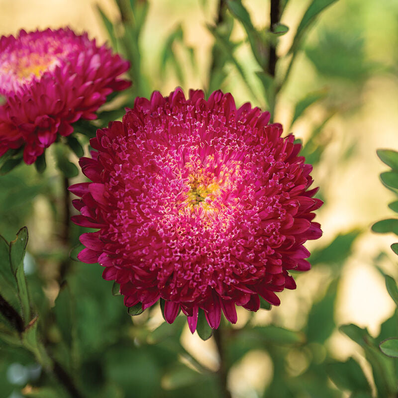Azumi XL Rose
China Aster Seed