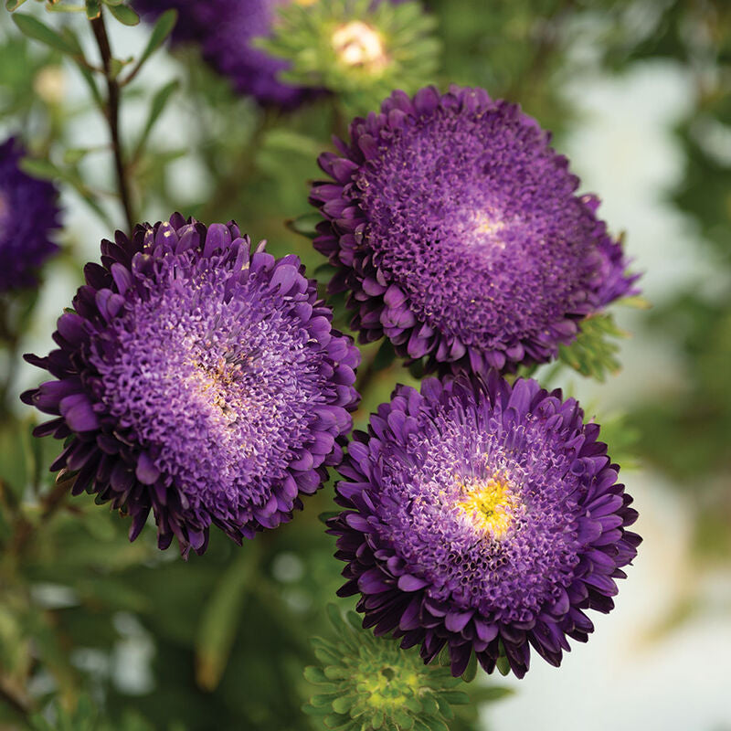 Azumi XL Blue
China Aster Seed