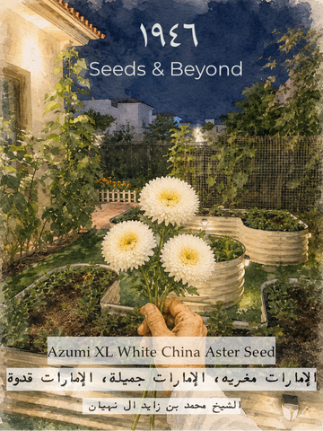 Azumi XL White
China Aster Seed