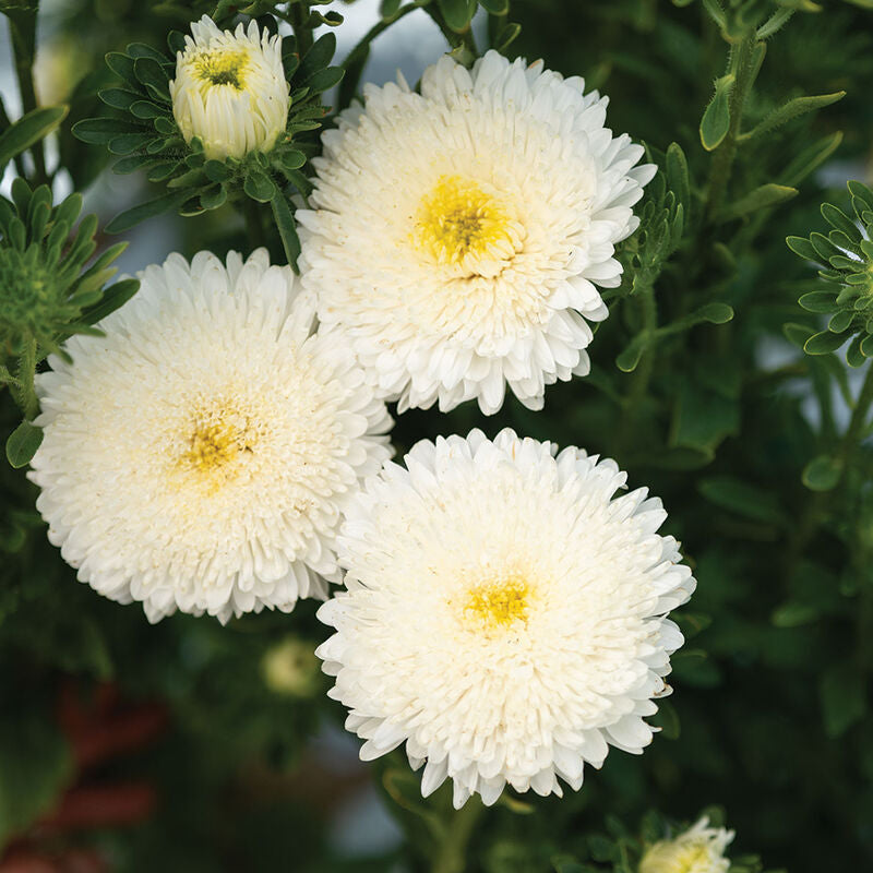 Azumi XL White
China Aster Seed