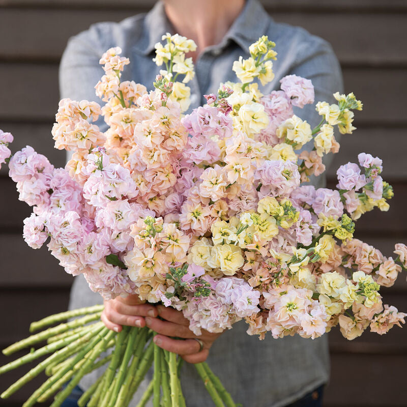 Iron Pastel Mix
Stock Seed