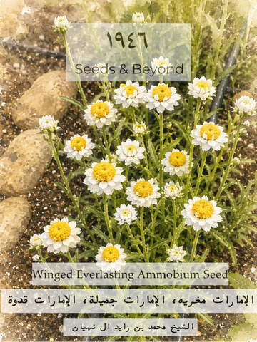 Winged Everlasting
Ammobium Seed