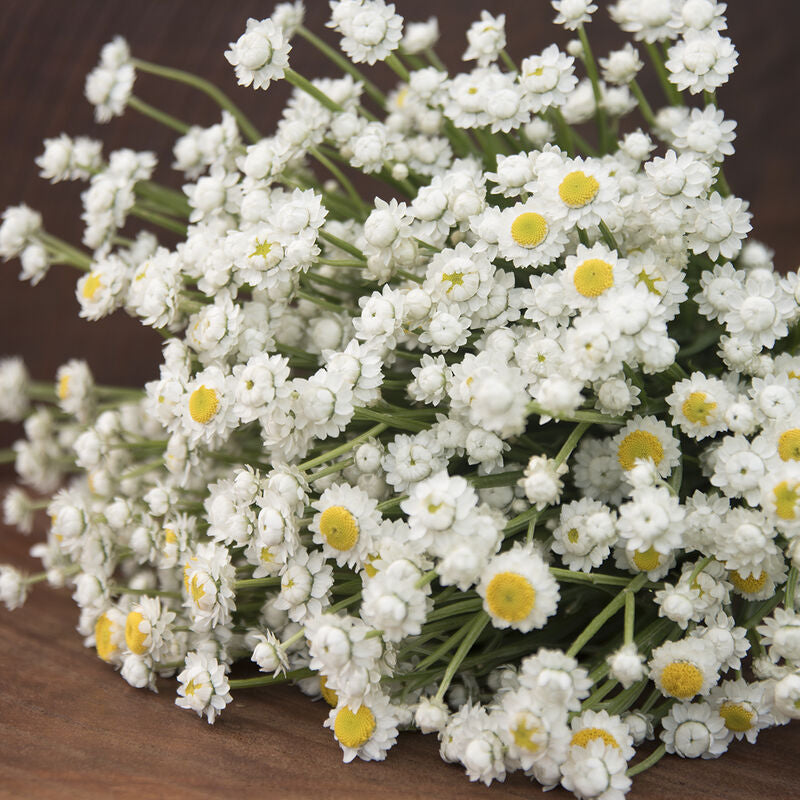 Winged Everlasting
Ammobium Seed
