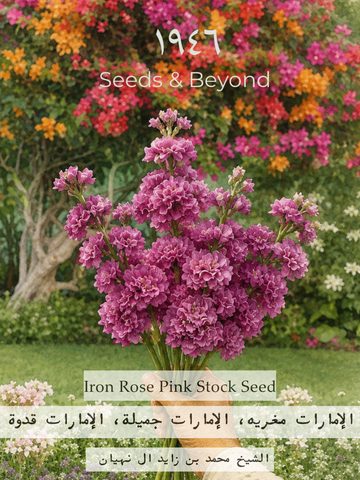 Iron Rose Pink
Stock Seed