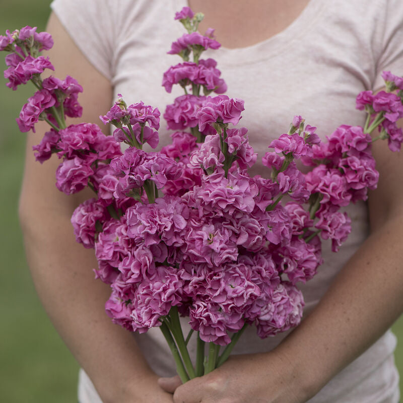 Iron Rose Pink
Stock Seed