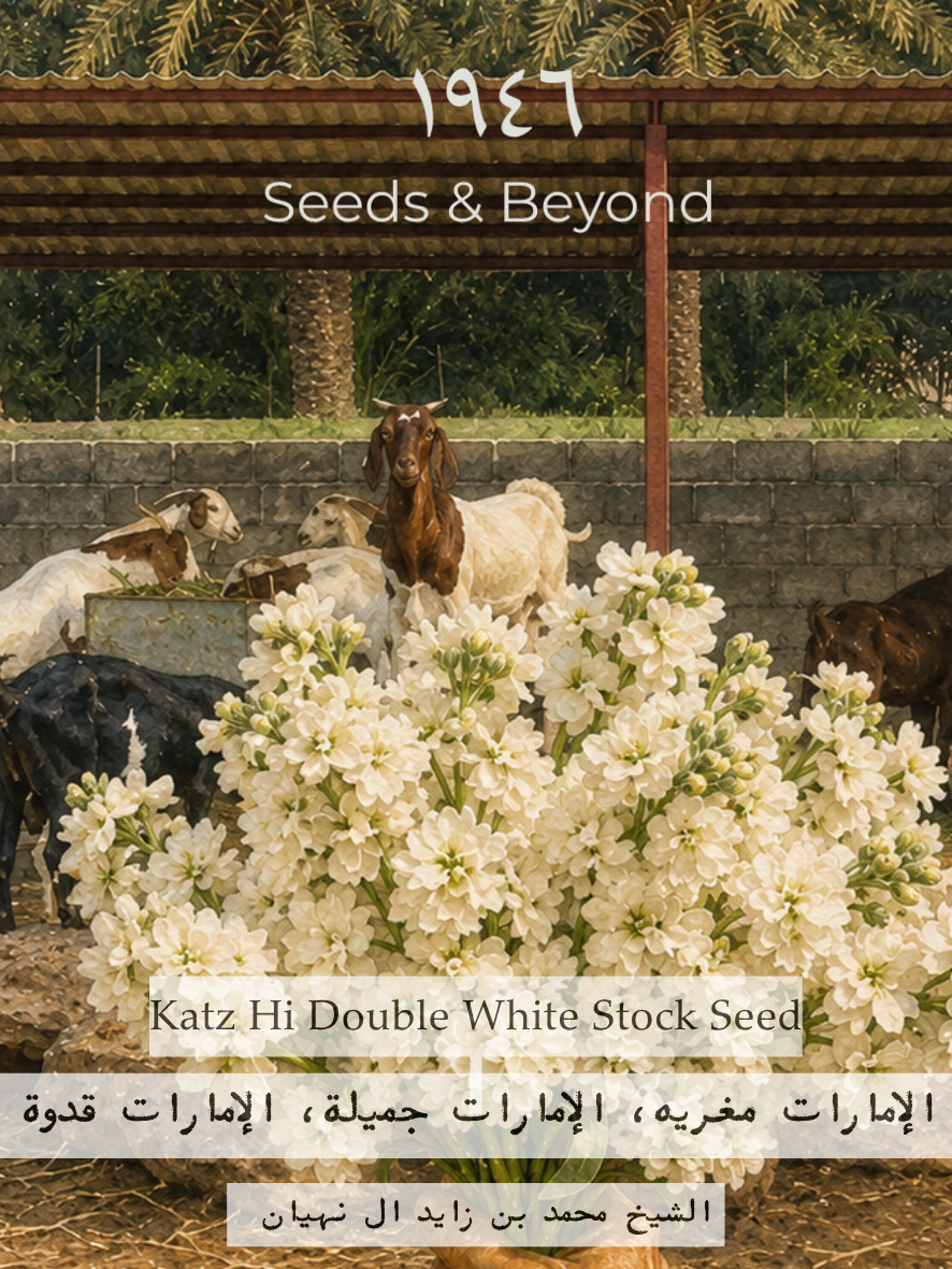 Katz Hi Double White
Stock Seed