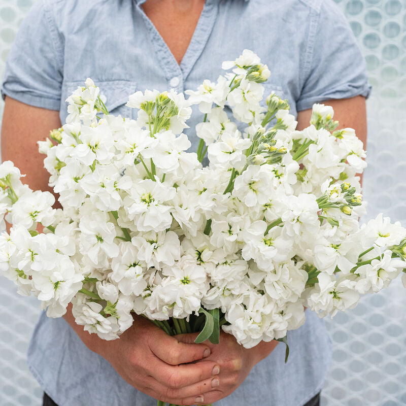 Katz Hi Double White
Stock Seed
