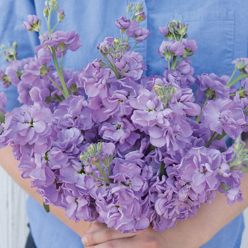 Katz Lavender Blue
Stock Seed
