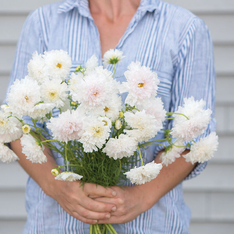 Double Click Snow Puff
Cosmos Seed
