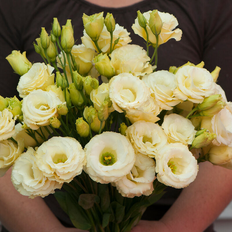 Arena III Gold
Pelleted (F1) Lisianthus Seed