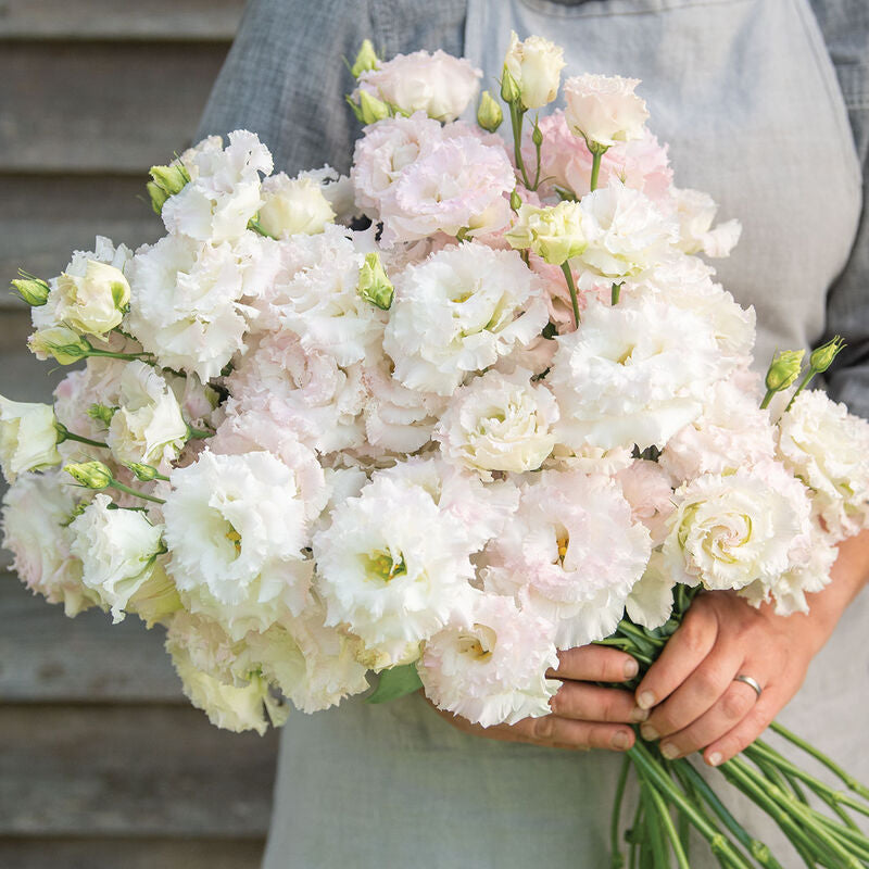 Voyage 2 First Love
Pelleted (F1) Lisianthus