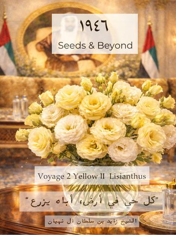 Voyage 2 Yellow II
Pelleted (F1) Lisianthus