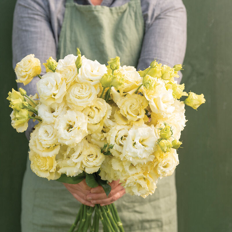 Voyage 2 Yellow II
Pelleted (F1) Lisianthus