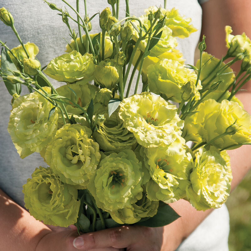 Rosanne Green
Pelleted (F1) Lisianthus Seed