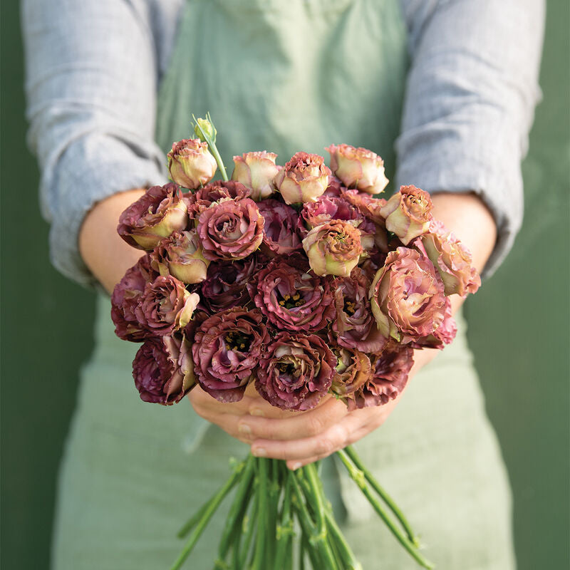 Rosanne 3 Brown
Pelleted (F1) Lisianthus Seed