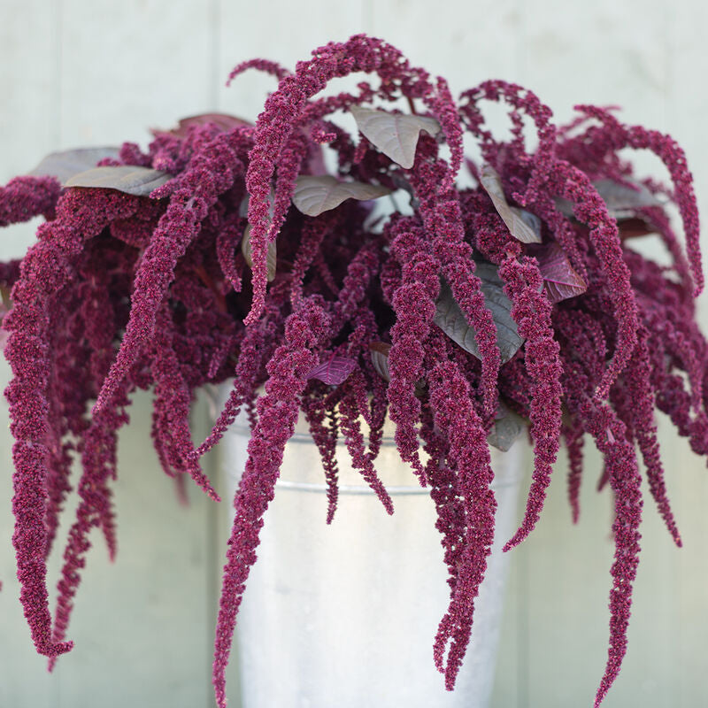 Hopi Red Dye
Organic Amaranthus Seed