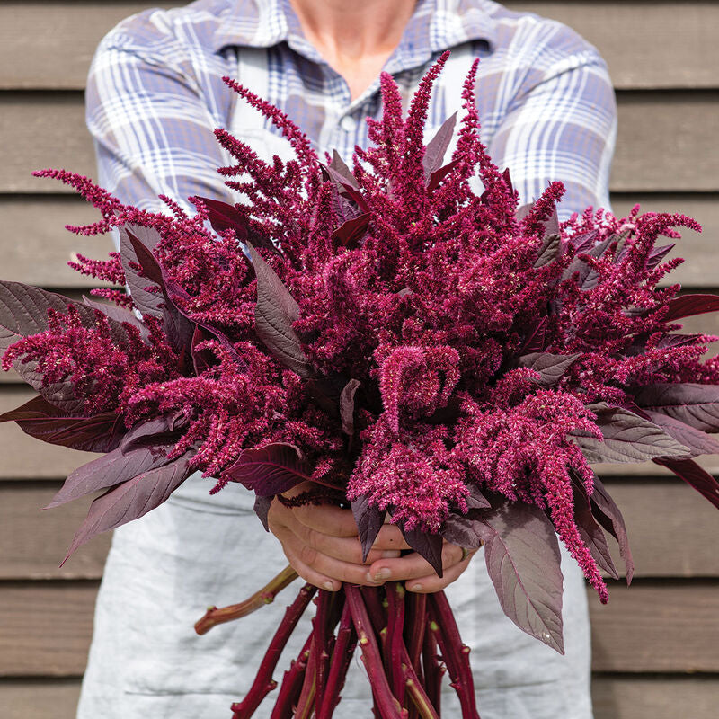 Velvet Curtains
Amaranthus Seed