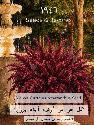 Velvet Curtains
Amaranthus Seed