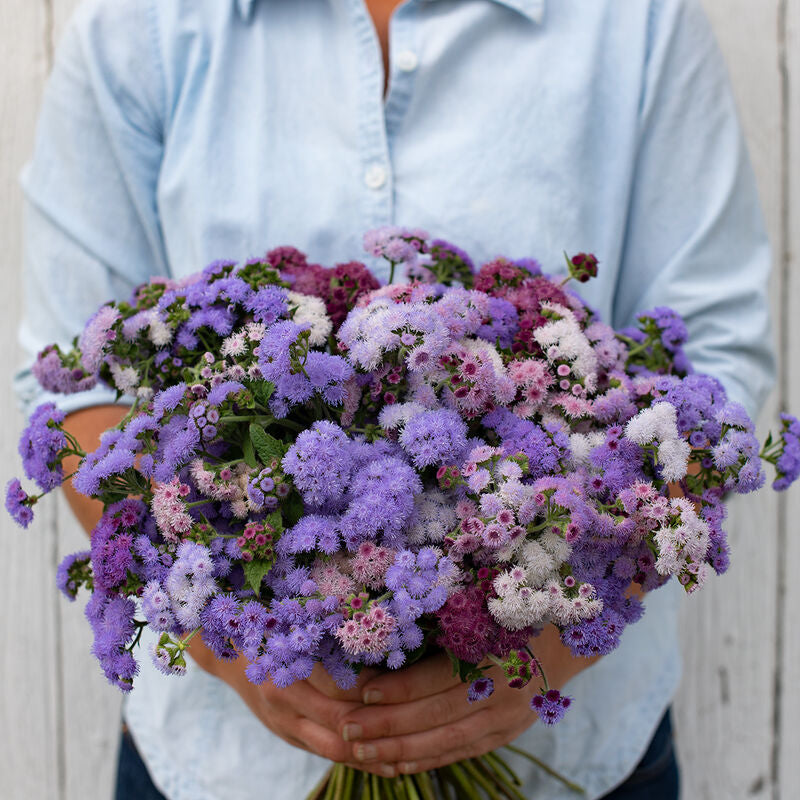 Timeless Mix
Ageratum Seed