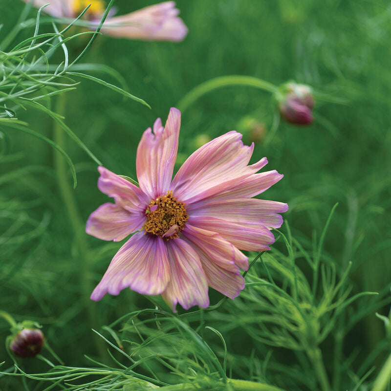 Apricotta
Cosmos Seed