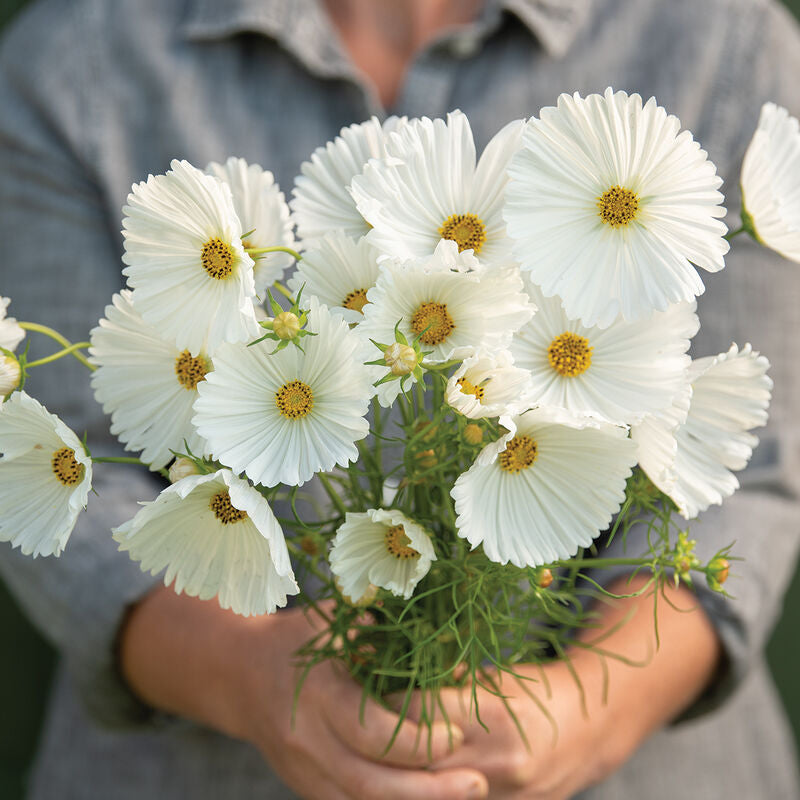 Cupcakes White
Cosmos Seed