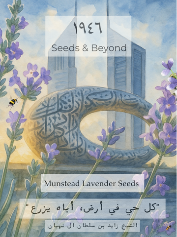 Munstead Lavender
