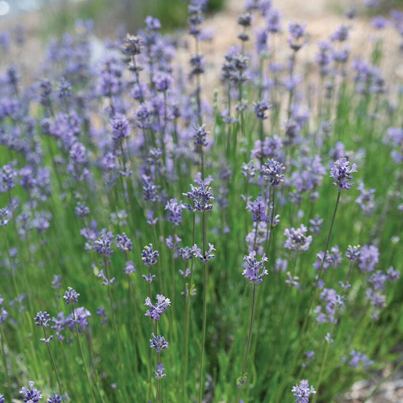 Munstead Lavender