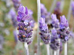 Lavender Seed