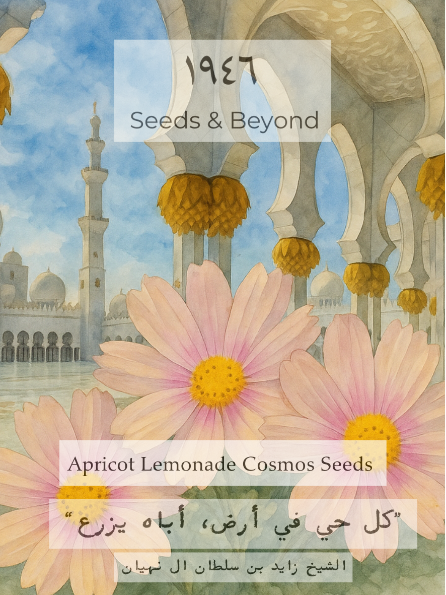 Apricot Lemonade Cosmos