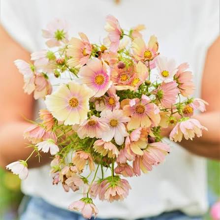 Apricot Lemonade Cosmos