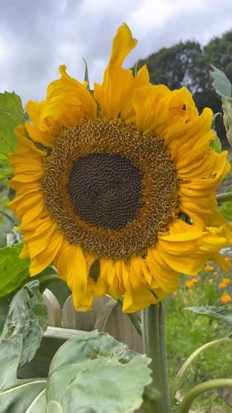 Mongolian Giant Sunflower