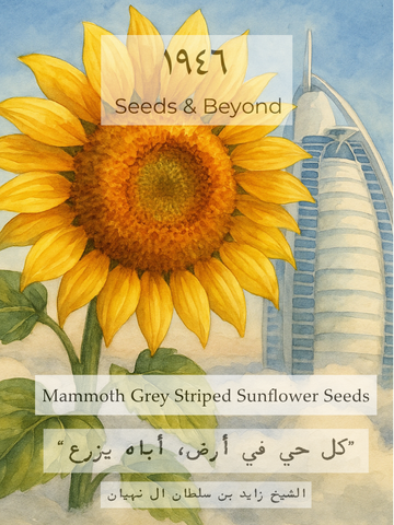 Mammoth Grey Striped Sunflower