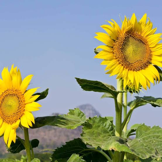 Mammoth Grey Striped Sunflower