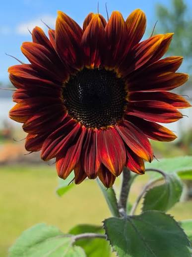 Chocolate Cherry Sunflower