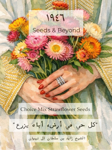 Choice Mix
Strawflower Seed
