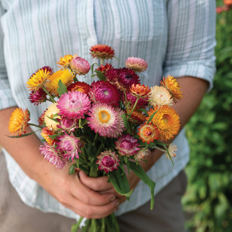 Choice Mix
Strawflower Seed