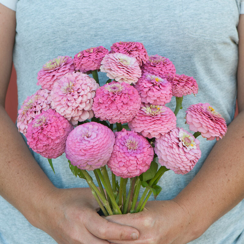 Oklahoma Pink
Zinnia Seed