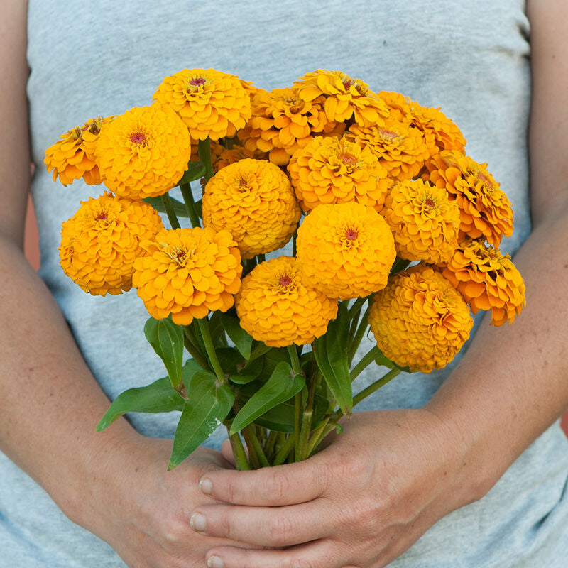 Oklahoma Golden Yellow
Zinnia Seed